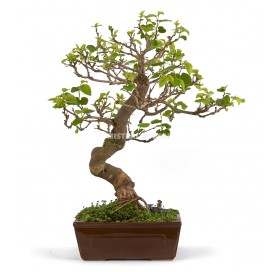 Exclusive bonsai Morus 20 years. Mulberry tree
