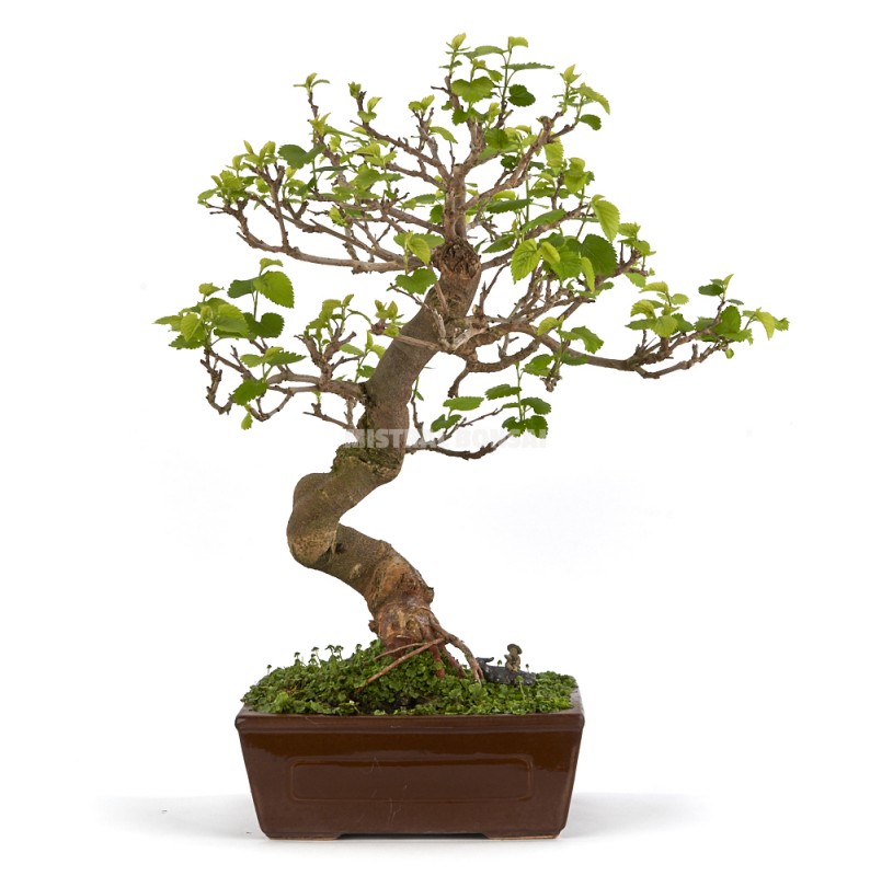 Exclusive bonsai Morus 20 years. Mulberry tree