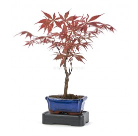 Passion Red Kit. Bonsai 7 years Acer palmatum (Maple) + Automatic watering