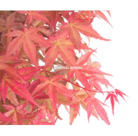 Acer palmatum deshojo. Bonsái 7 años. Arce japonés palmeado.
