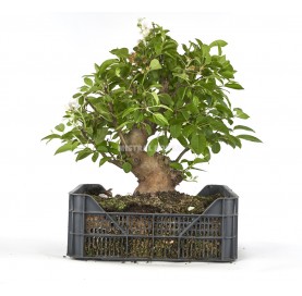 Malus sp. Pre-bonsai 24 years in growing box. Crabapple or Appletree