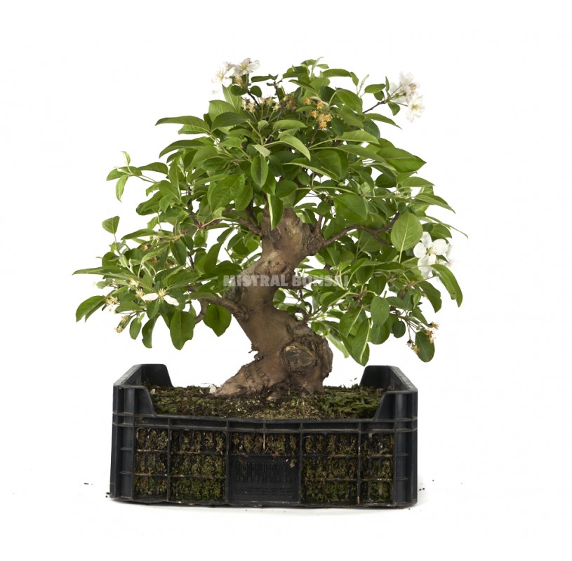 Malus sp. Pré-bonsaï 25 ans en caisse de culture. Pommier