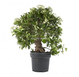 Pyracantha coccinea. Pre-bonsai 15 years. Firethorn.