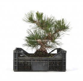 Pinus thunbergii. Prebonsaï ans en caisse de culture. Ans. Pin noir.