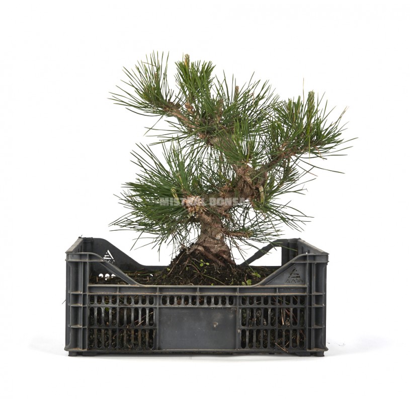 Pinus thunbergii. Pre-bonsai 25 years in growing box. Japanese black pine.