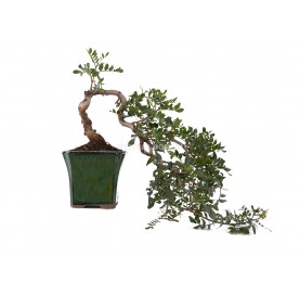 Exclusive bonsai Pistacia...