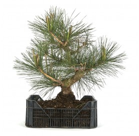 Pinus thunbergii. Prebonsaï 40 ans. Pin noir du Japon