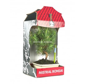 Mediterranean Kit (Outdoor Bonsai 8 years)