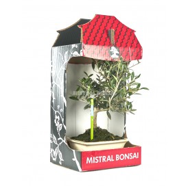 The 8 most heat-resistant bonsai species - Mistral Bonsai