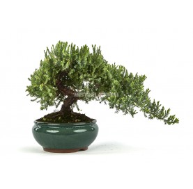 Juniperus procumbens....