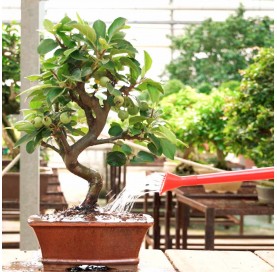 Regadera bonsái plástico 0.9 l. roja