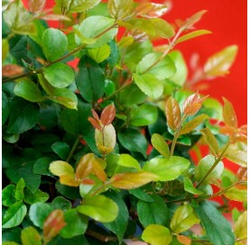 Sageretia theezans. Bonsai 5 years. Chinese Sweet Plum Tree or Bird plum.