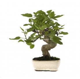 Ficus carica. Bonsai 15...
