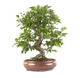 Exclusive Bonsai Malus sp. 22 years. Crabapple or Appletree.