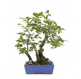 Exklusive Bonsai Diospyros rhombifolia 26 Jahre. Rautenpersimone