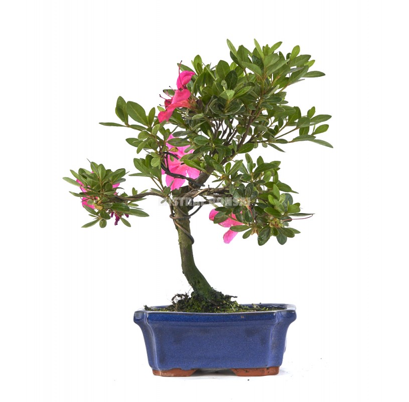 Rhododendron indicum. Bonsái 7 años. Azalea