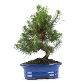 Pinus halepensis. Bonsai 9 Jahre. Aleppo-Kiefer