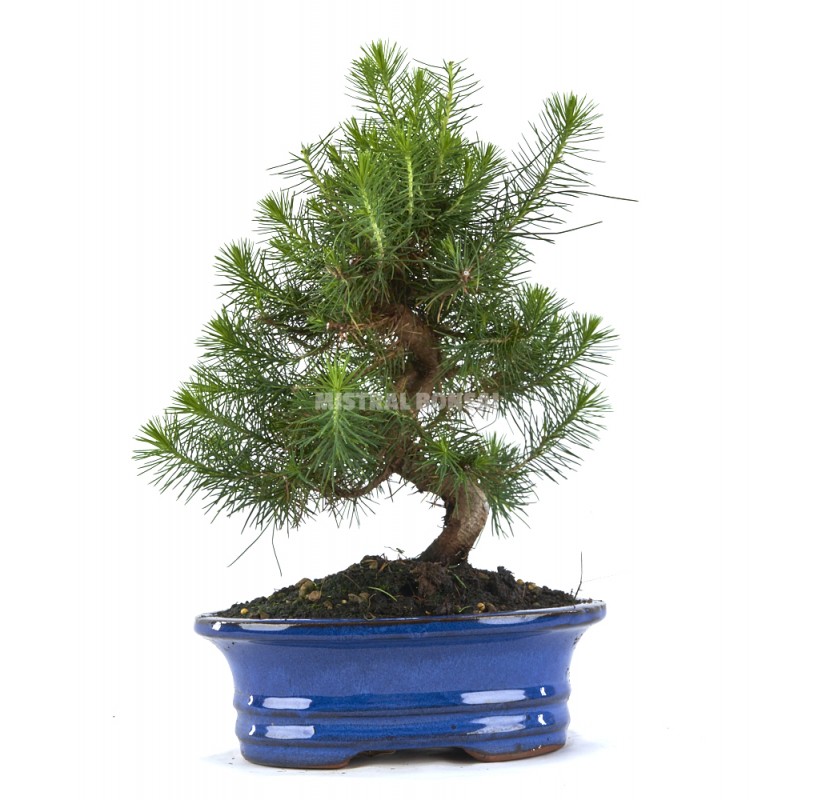 Pinus halepensis. Bonsai 9 years. Aleppo pine.