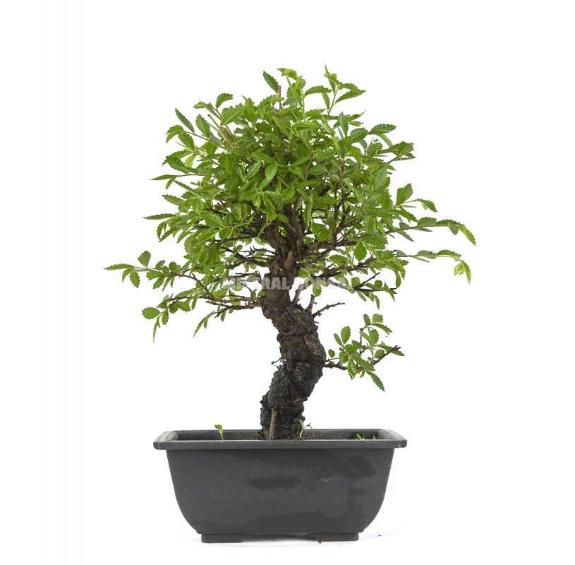 Ulmus Parvifolia Bonsai Years Chinese Elm Mistral Bonsai