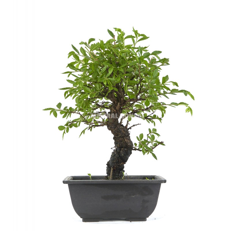 Ulmus parvifolia. Bonsai 10 years. Chinese Elm