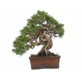 Bonsái ejemplar Juniperus chinensis de 59 años