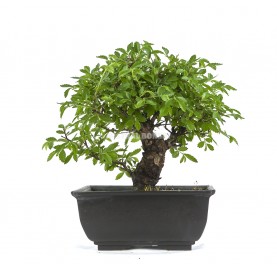 Ulmus parvifolia. Bonsai 12 years. Chinese Elm