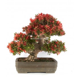 Bonsaï Exemplaire Rhododendron indicum. 64 ans. Azalée.