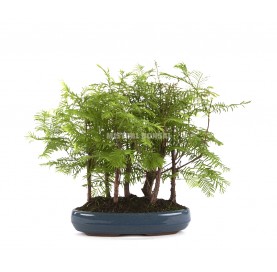 Metasequoia sp. Bonsai 12...