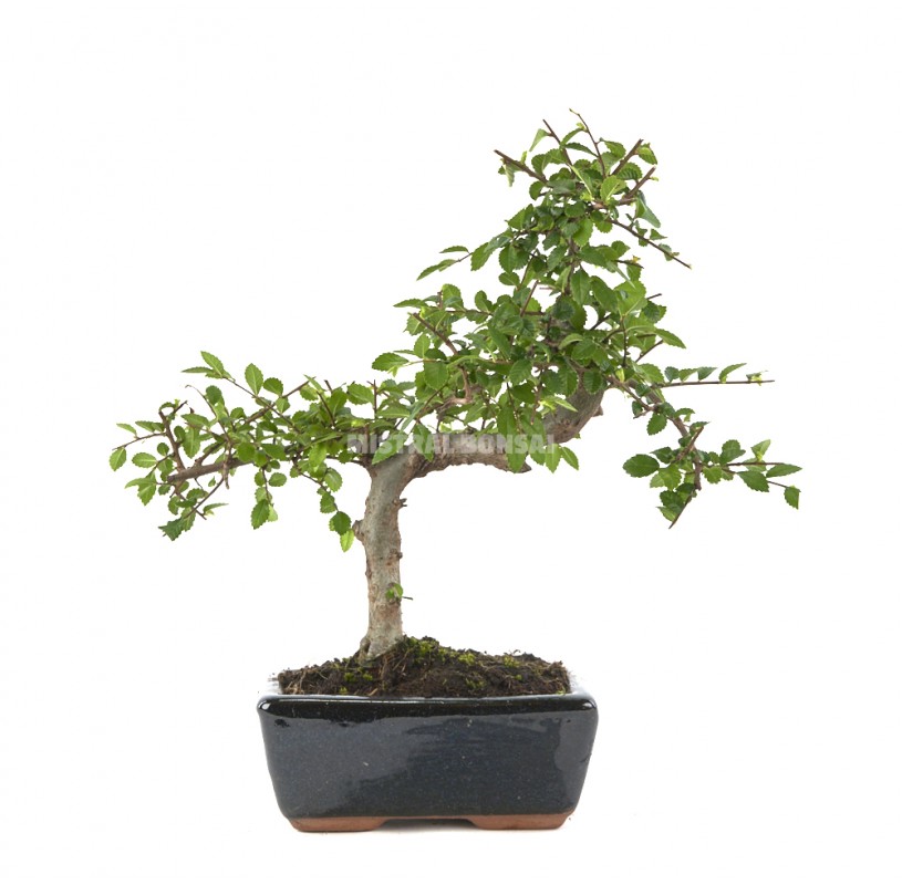 Zelkova parvifolia. Bonsai 6 years. Japanese Elm.