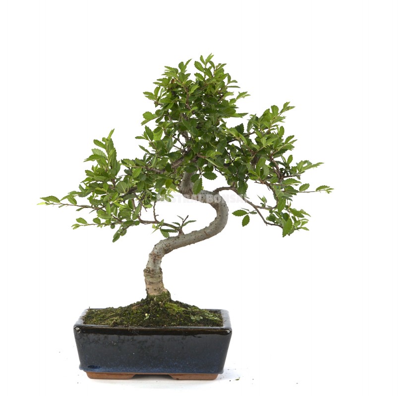 Zelkova parvifolia. Bonsai 8 years. Japanese Elm.