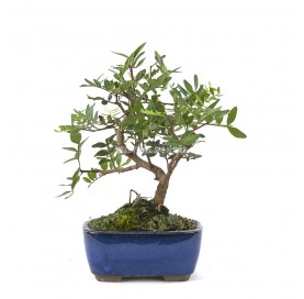 Pistacia lentiscus. Bonsai 7 years. Mastic tree or Lentisc.