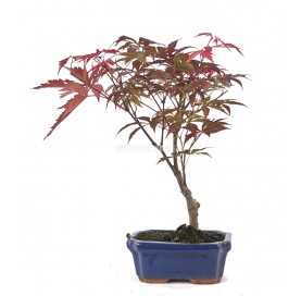 Acer palmatum atropurpureum. Bonsai 7 years. Japanese Red Maple.