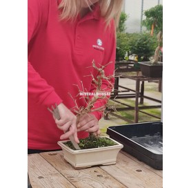 Demostración de trasplante de un bonsái