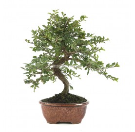 Ulmus parvifolia. Bonsai 8 years. Chinese Elm.