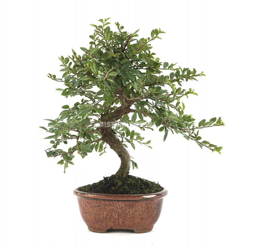Ulmus parvifolia. Bonsai 8 years. Chinese Elm.